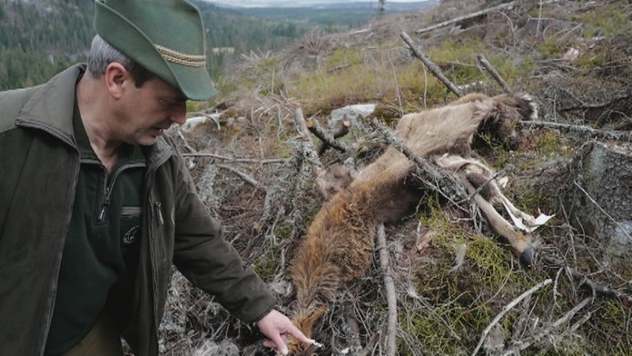 V oblasti vlci strihli šesť chovných jeleňov. 