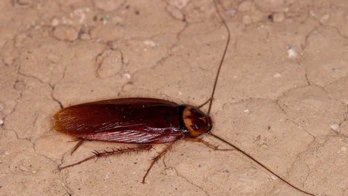 Vyhľadávanú dovolenkovú destináciu zaplavili šváby. Hrozí vypuknutie epidémie