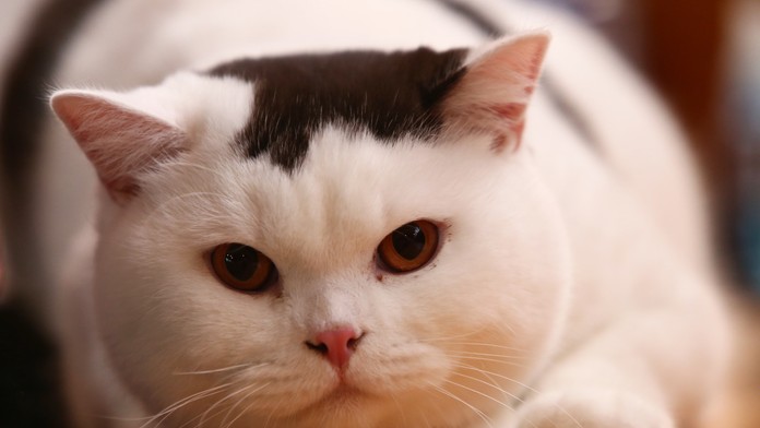 Mačka - ilustračná snímka