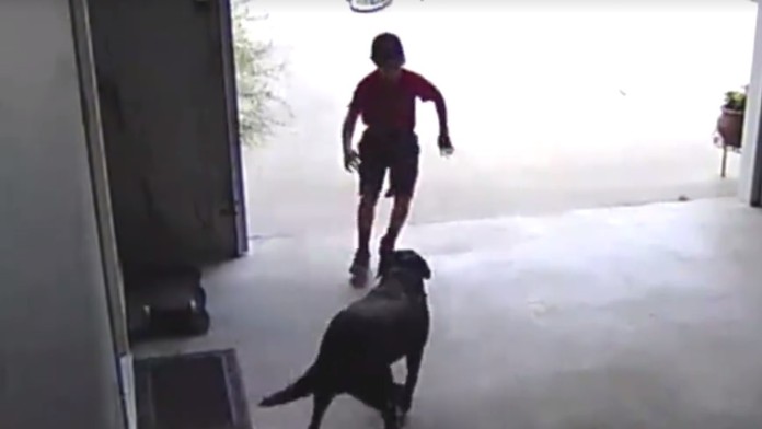 Chlapec chodil svoju štvornohú kamarátku navštevovať každý deň.jpg