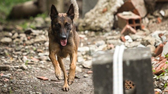 Pes (ilustračná snímka)