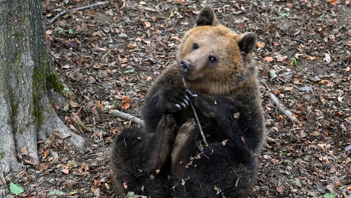 Cyklistka sa stretla s medvedicou v lese na Liptove. K útoku nedošlo