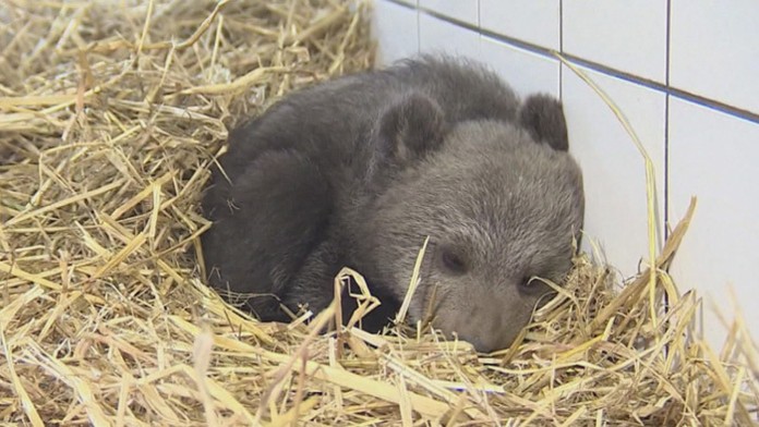 Jedno z nájdených medvieďat.