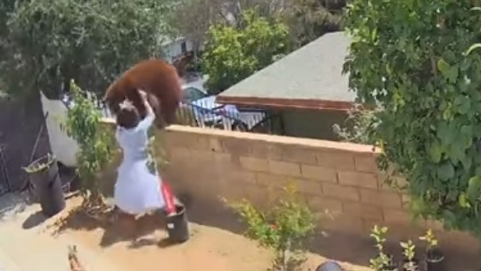 Tínedžerka útočí na medveďa.