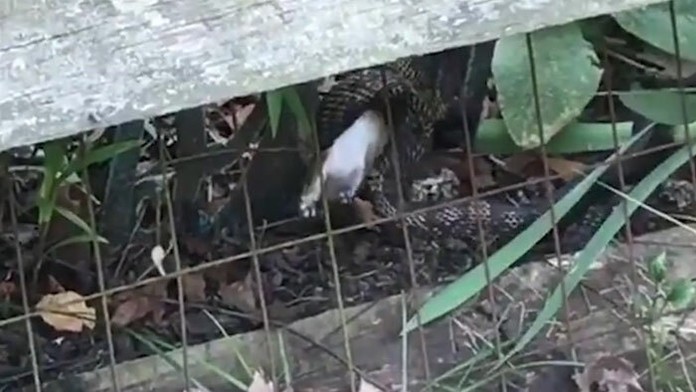 Had zaútočil na králika. Jeho matka mu to nedarovala