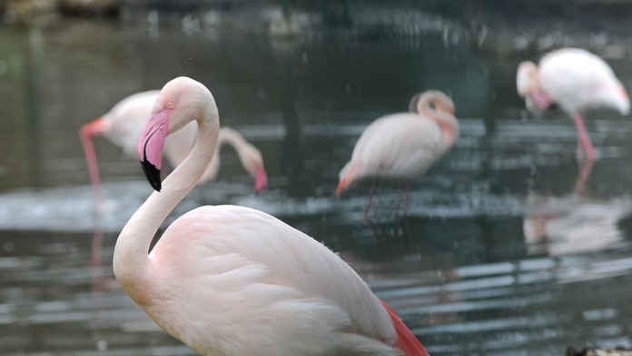 Plameniaky ružové.