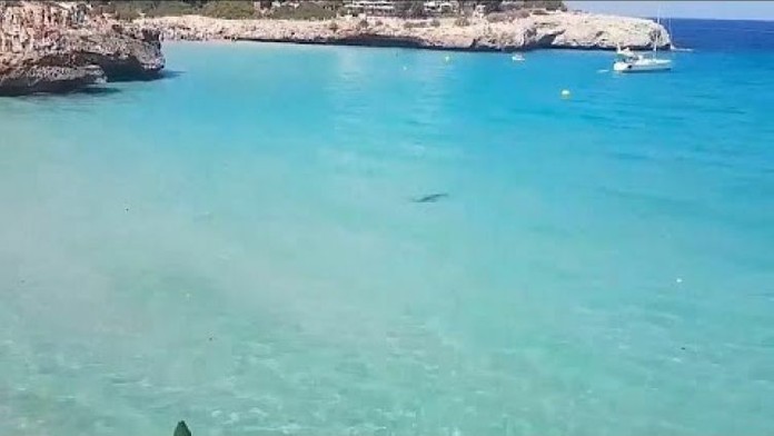 Žralok priplával k pláži na Malorke