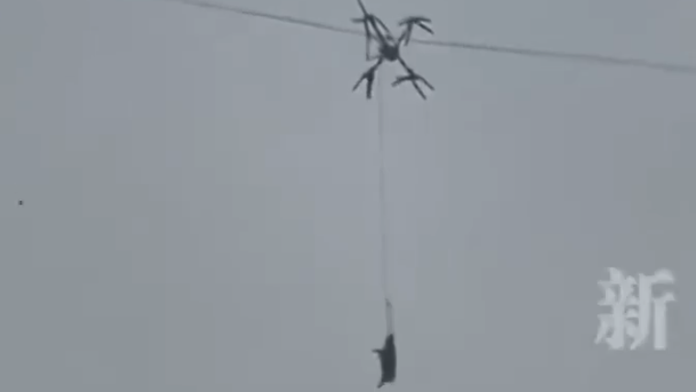 Na snímke priviazané prasa na lane o dron, ktorého chcel farmár v Číne prepraviť do bitúnku dronom.