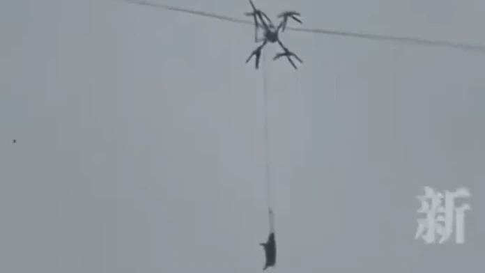 Na snímke priviazané prasa na lane o dron, ktorého chcel farmár v Číne prepraviť do bitúnku dronom.