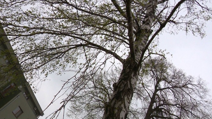 pel alergia_tvnoviny.mp4