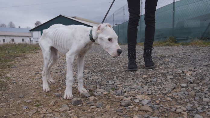 V takomto stave našli psa v lese