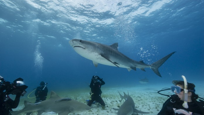 Potápanie sa so žralokmi - ilustračná snímka