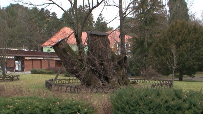 ziman lipaweb_jpg_bez_watermarku_1.jpg