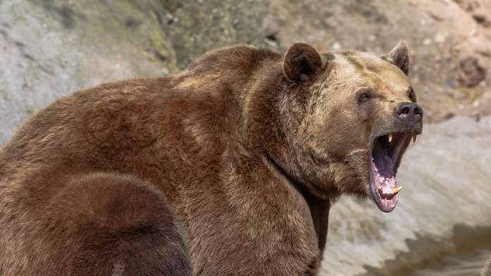 Na trojicu mužov v Rusku v lese zaútočil medveď. Hoci ich šelma napadla, nemala šancu