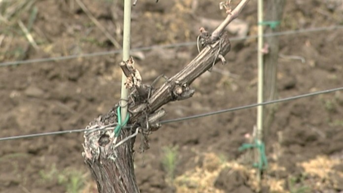 19 LV mraz znicil urodu.transferweb_jpg_bez_watermarku_1.jpg