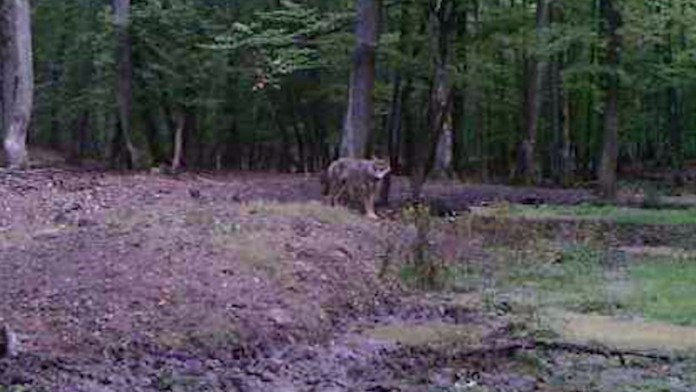 Fotopasca zachytila vlka na juhu Slovenska.