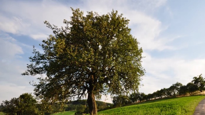 Bošácka hruška bojuje v európskej konkurencii