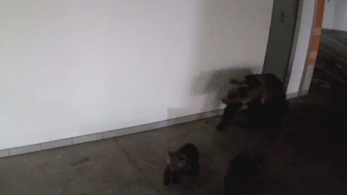 Medvedica s mláďatami.