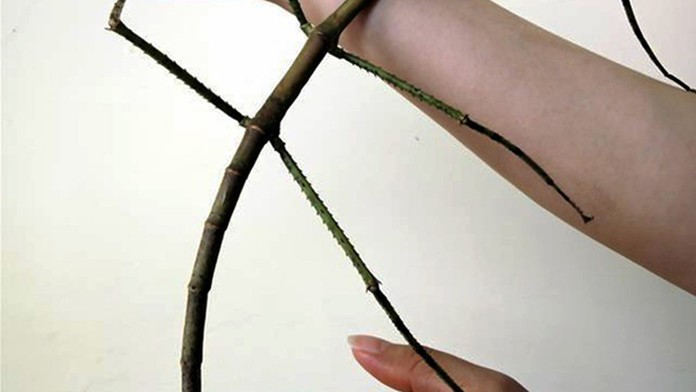 Najdlhší hmyz na svete.