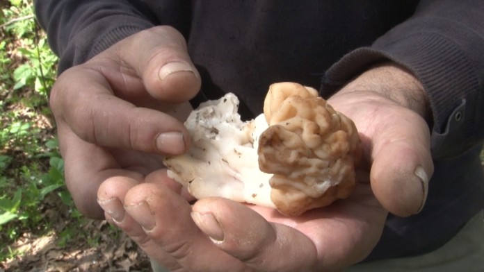 Hubár našiel takéto smrčky