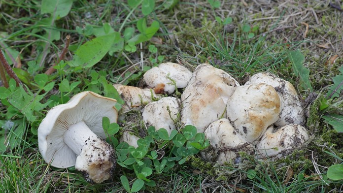 Išli na huby, vrátili sa s mastnou pokutou. Dôvodom je limitované množstvo