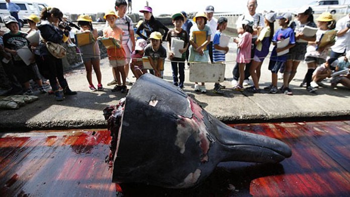 Porciovanie veľryby pred očami detí v Japonsku