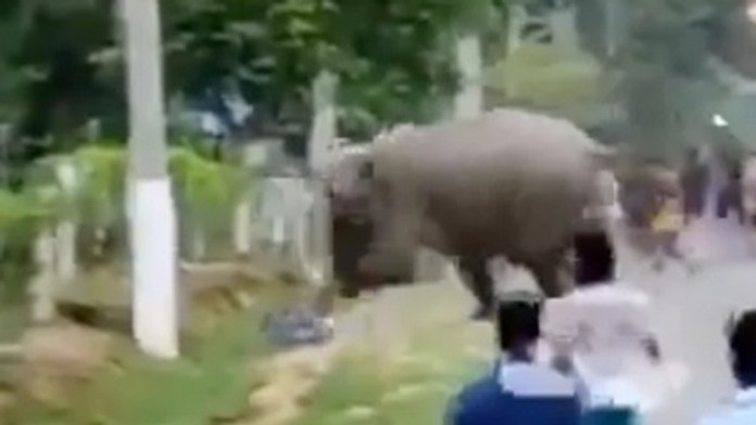 Slon útočí na muža.