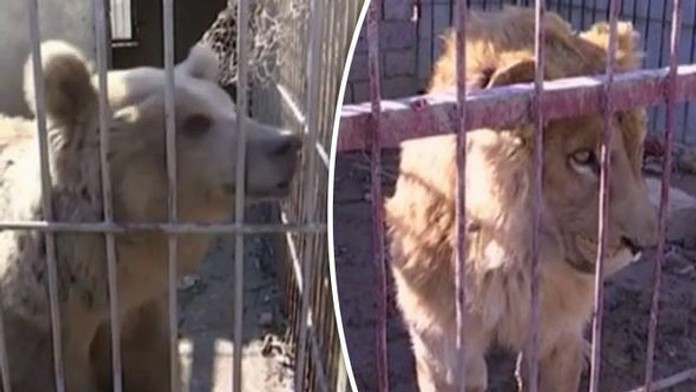 Medveď a lev - jediné zvieratá, ktoré prežili.