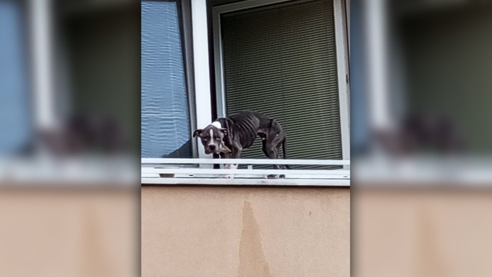 Úbohé zviera zachránilo, že si ho všimol okoloidúci.