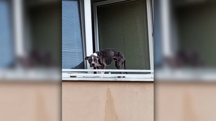 Úbohé zviera zachránilo, že si ho všimol okoloidúci.