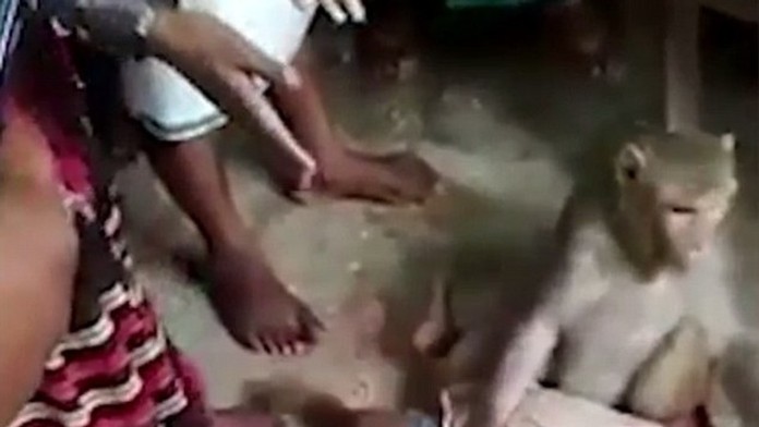 Opica chcela ukradnúť bábätko v Indii