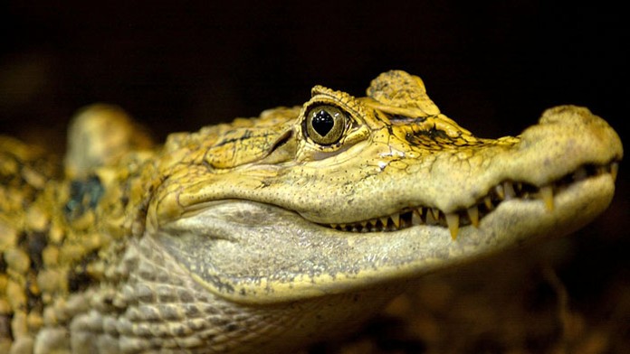 Ilustračná snímka