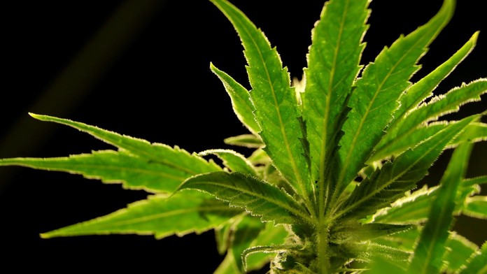 Rastlina marihuany (ilustračná snímka)
