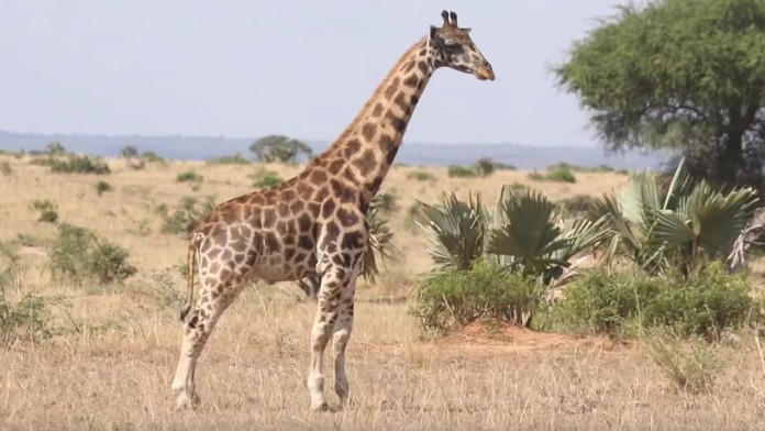 Pamiatka na Milana Lučanského vo Svidníku.