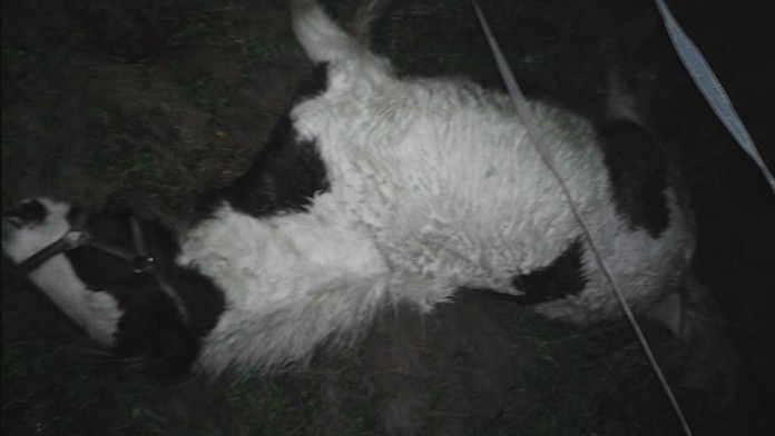 Matthew Bondy oslavuje americký gól.