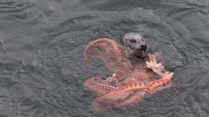 Tuleň zvádzal boj s obrovskou chobotnicou.