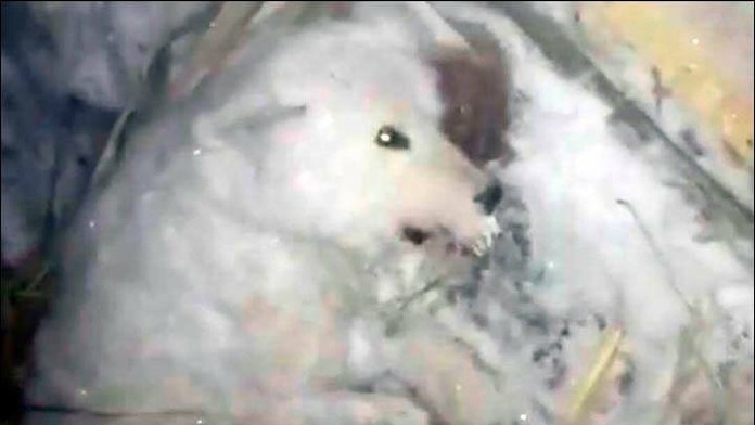 Generálny manažér All Star tímu Tipsport Ligy Peter Bondra.