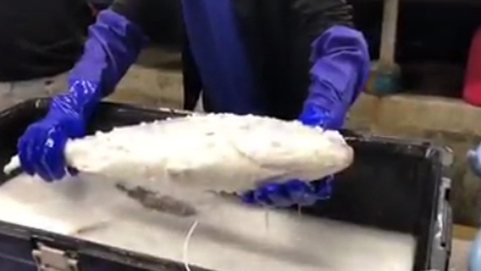 Zamrznutá ryba ožije.