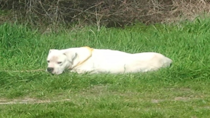 17 MI Zastrelili psa.transferweb_jpg_bez_watermarku_1.jpg