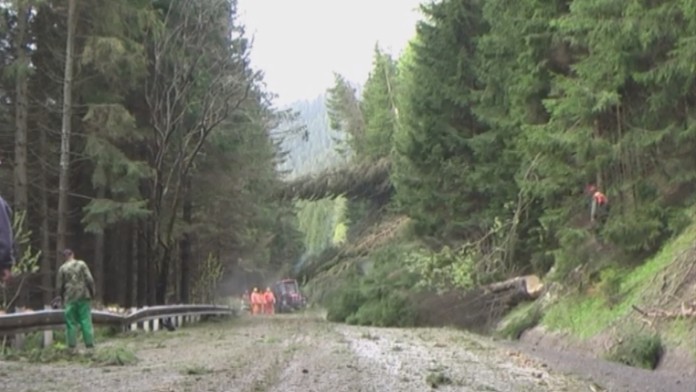 Stromy pri cestách zabíjajú