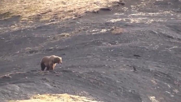 Grizly krátko pred osudnými výstrelmi.