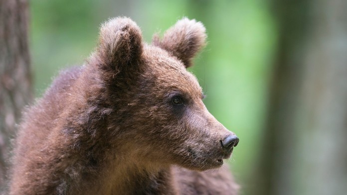 Mladý medveď uhryzol v Kanianke bežca. Mužovi sa podarilo ujsť