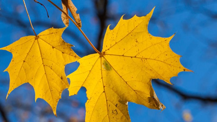 jeseň, lístie