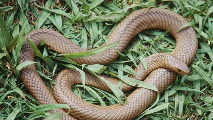 Chlapca uštipol druhý najjedovatejší had na svete, nemal šancu prežiť. Rodina je zdrvená