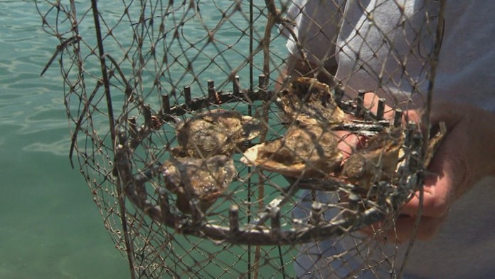 Peter Pellegrini a Maroš Šefčovič.