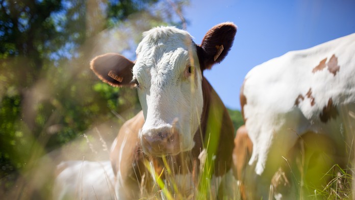 Farmár mal ženu nútiť pozerať sa ako znásilňuje kravy. Obeťou mal byť nielen dobytok, ale aj manželka a dcéra
