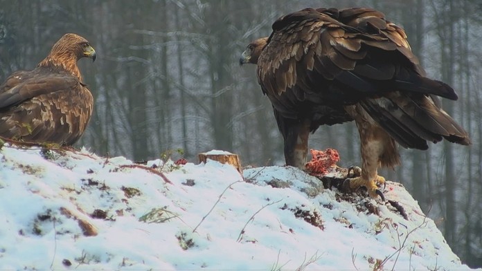 Alpská lyžiarka Wendy Holdenerová oslavuje tretie miesto v slalome v Záhrebe.