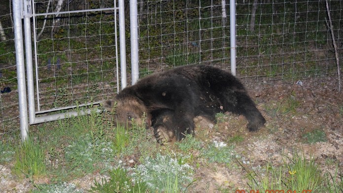 Auto zrazilo medveďa.
