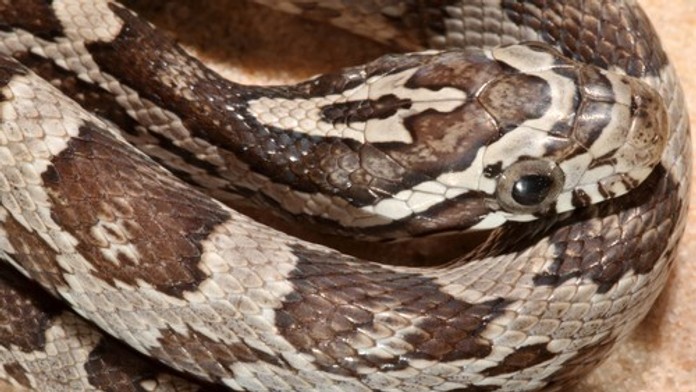 VIDEO: Had spôsobil paniku vo vlaku. Vydesení cestujúci utekali ako o život