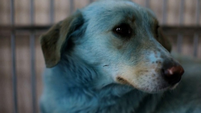 face6 anketa partia komplet.mp4